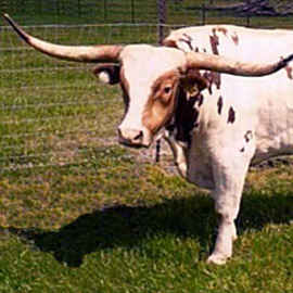 Texas Longhorn Cattle